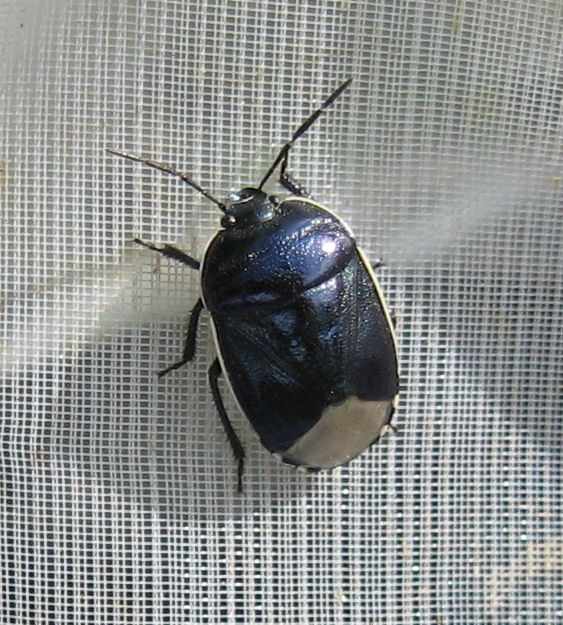 Heteroptera del 